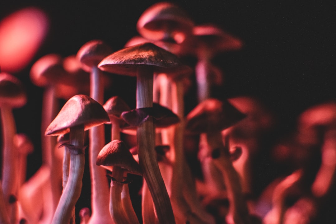 Shroomie: The AI News App Making Headlines Habit-Forming